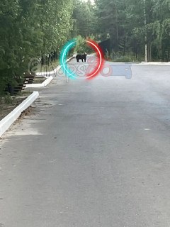 Внимание: Медведь замечен недалеко от города