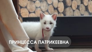 На эко-ферме Югорска появилась лисичка по имени Луна