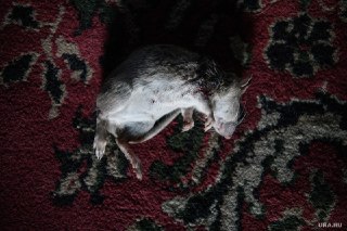 Мышиная лихорадка: опасность после дачи и как избежать заражения