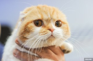 Сургутский суд отказал мужчине в возврате кота после передачи в приют