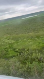 Редкая белая лосиха-альбинос замечена в ХМАО