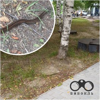Змеи в Югорске: Опасные Гады Появились в Центре Города!